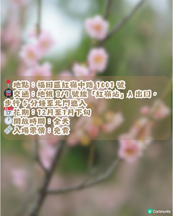 深圳賞梅地圖2026精選！5大免費賞梅打卡點🌸附交通及打卡攻略