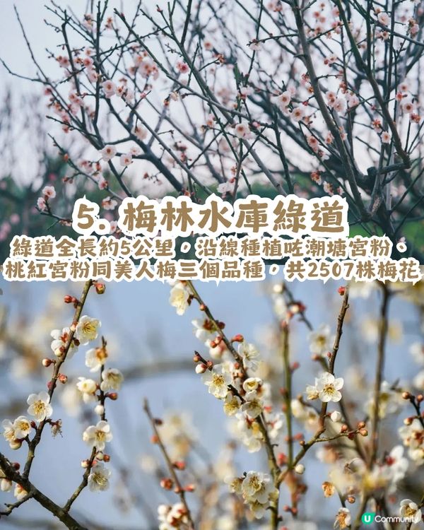 深圳賞梅地圖2026精選！5大免費賞梅打卡點🌸附交通及打卡攻略