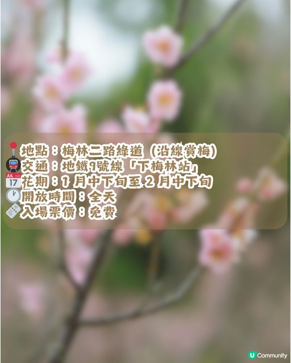 深圳賞梅地圖2026精選！5大免費賞梅打卡點🌸附交通及打卡攻略