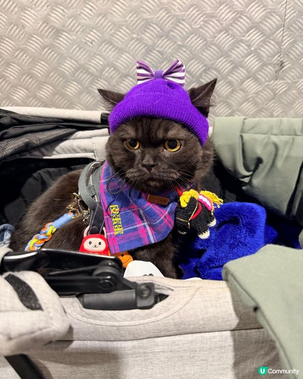 𝟸𝟿/𝟷~~𝟷/𝟸 (星期四～日) 寵物展第一日收獲