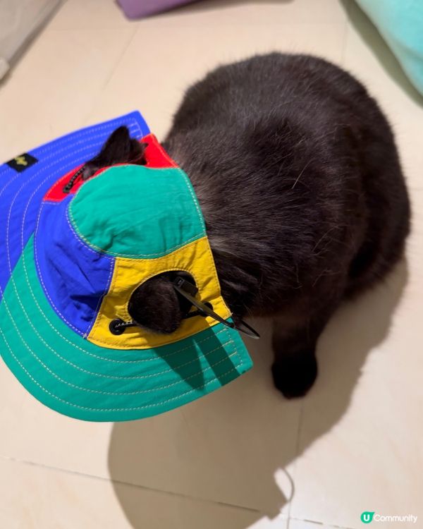 𝟸𝟿/𝟷~~𝟷/𝟸 (星期四～日) 寵物展第一日收獲