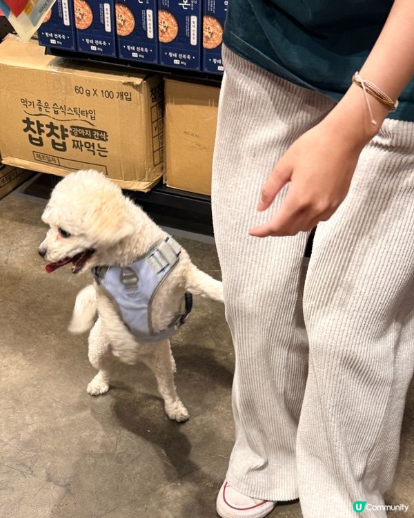 寵物節開鑼！主子零食掃貨！🐶🐱✨