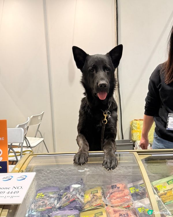 寵物節開鑼！主子零食掃貨！🐶🐱✨