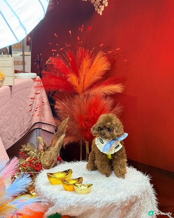 寵物節開鑼！主子零食掃貨！🐶🐱✨