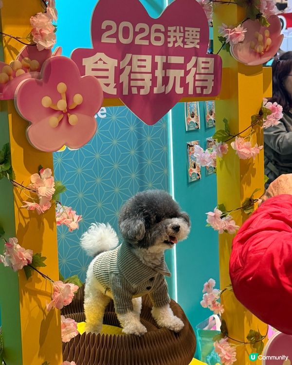 寵物節開鑼！主子零食掃貨！🐶🐱✨