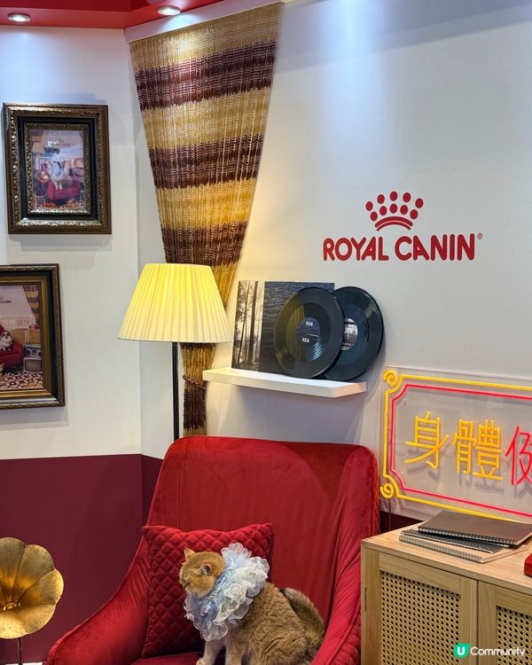 寵物節開鑼！主子零食掃貨！🐶🐱✨