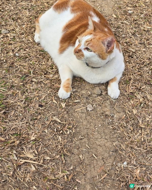 愛民邨貓咪日常 🐾 曬太陽好舒服 ☀️