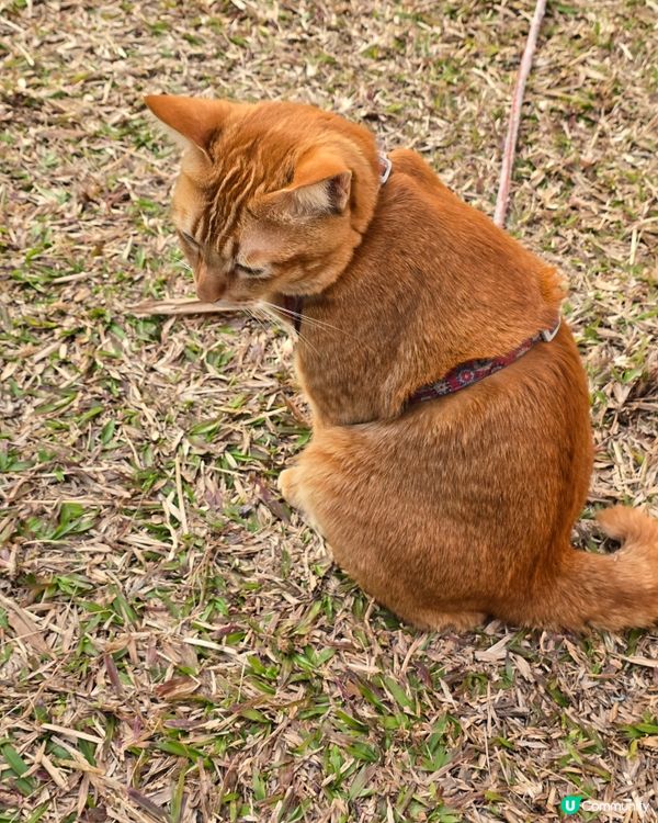 愛民邨貓咪日常 🐾 曬太陽好舒服 ☀️