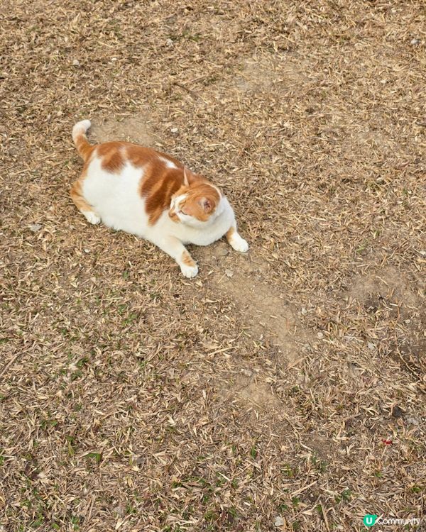 愛民邨貓咪日常 🐾 曬太陽好舒服 ☀️