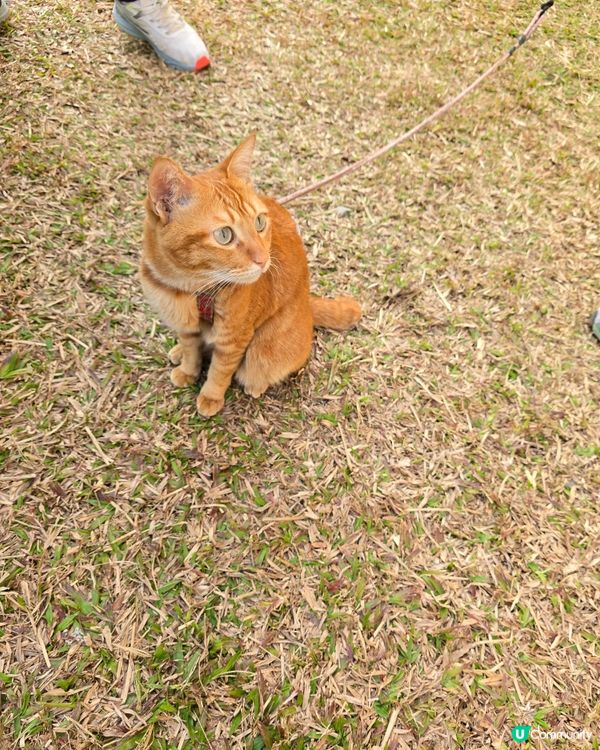 愛民邨貓咪日常 🐾 曬太陽好舒服 ☀️