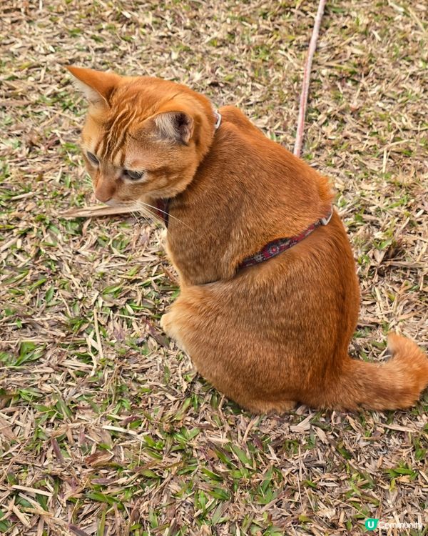 愛民邨貓咪日常 🐾 曬太陽好舒服 ☀️