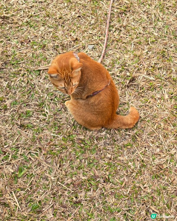 愛民邨貓咪日常 🐾 曬太陽好舒服 ☀️