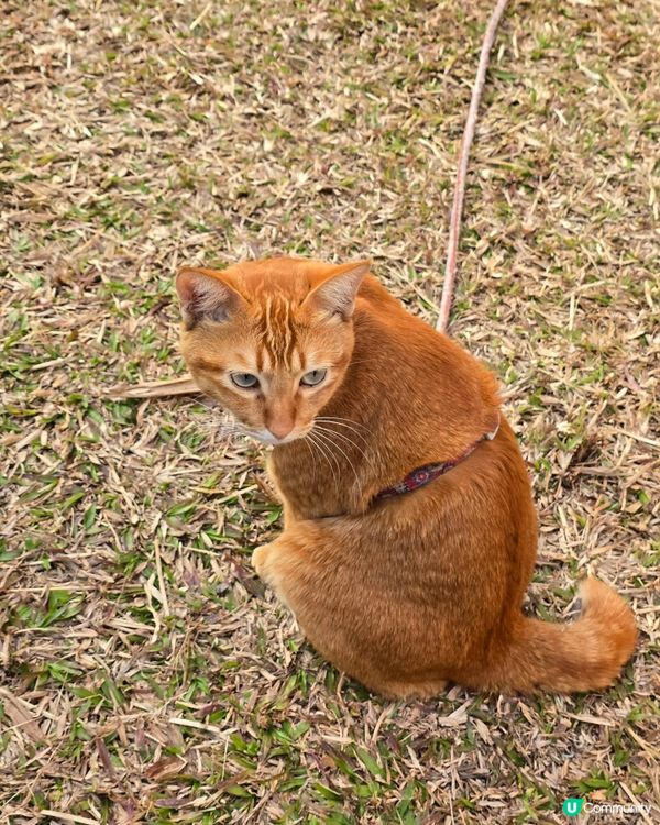 愛民邨貓咪日常 🐾 曬太陽好舒服 ☀️