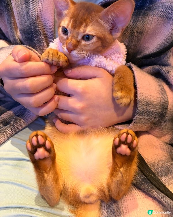 貓咪爪爪spa