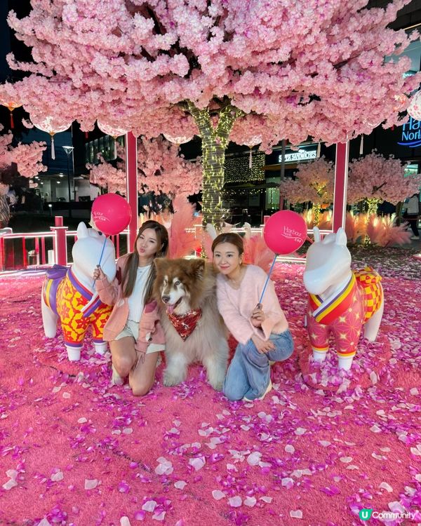 夢幻花園打卡位！🌸✨