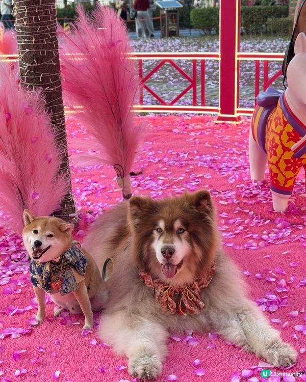 夢幻花園打卡位！🌸✨