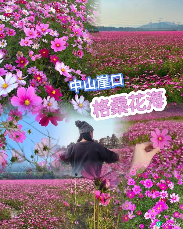🌸🌸我愛花花之崖口桑格花海🌸🌸