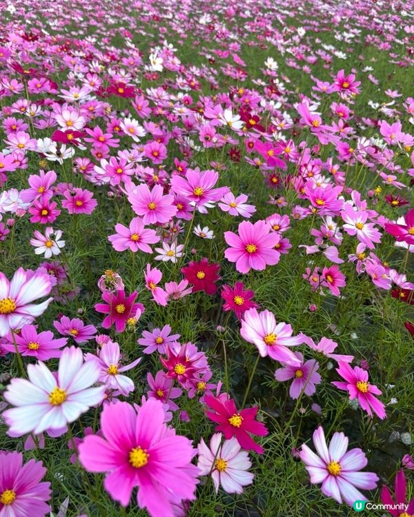 🌸🌸我愛花花之崖口桑格花海🌸🌸