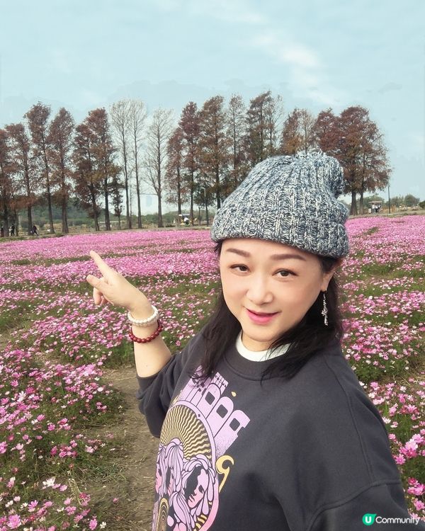 🌸🌸我愛花花之崖口桑格花海🌸🌸