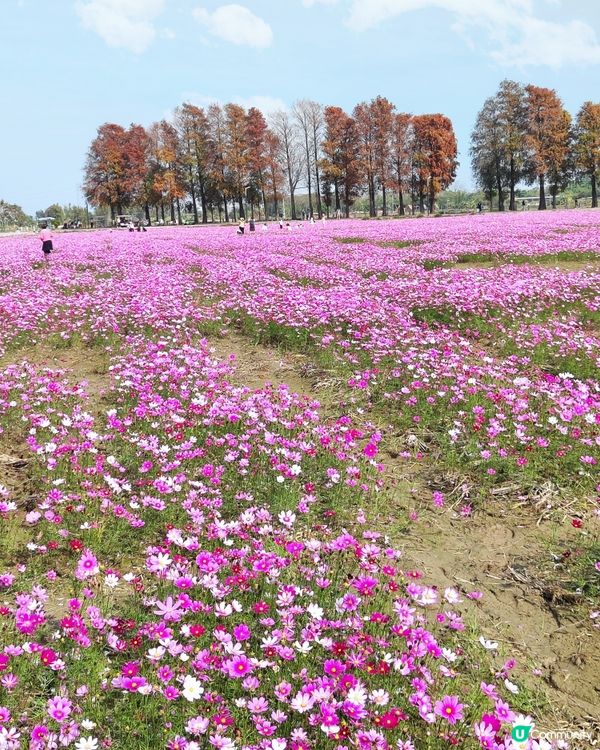 🌸🌸我愛花花之崖口桑格花海🌸🌸