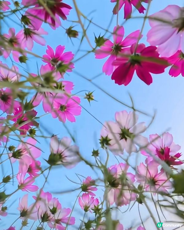 🌸🌸我愛花花之崖口桑格花海🌸🌸