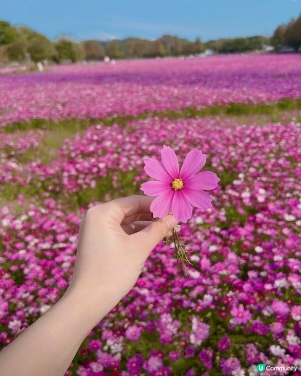 🌸🌸我愛花花之崖口桑格花海🌸🌸