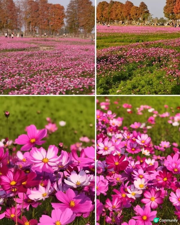 🌸🌸我愛花花之崖口桑格花海🌸🌸