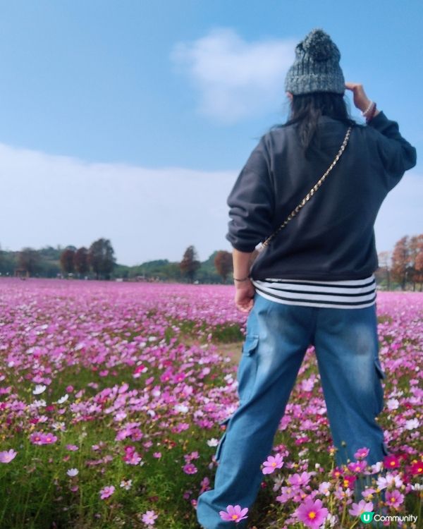 🌸🌸我愛花花之崖口桑格花海🌸🌸