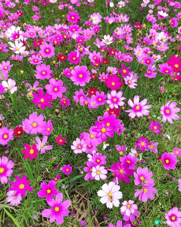 🌸🌸我愛花花之崖口桑格花海🌸🌸
