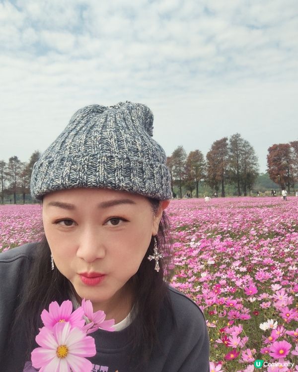 🌸🌸我愛花花之崖口桑格花海🌸🌸