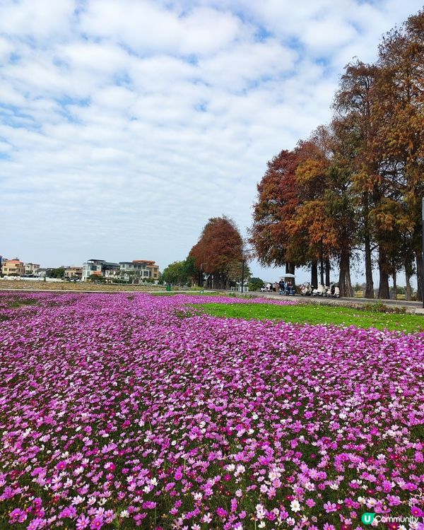 🌸🌸我愛花花之崖口桑格花海🌸🌸