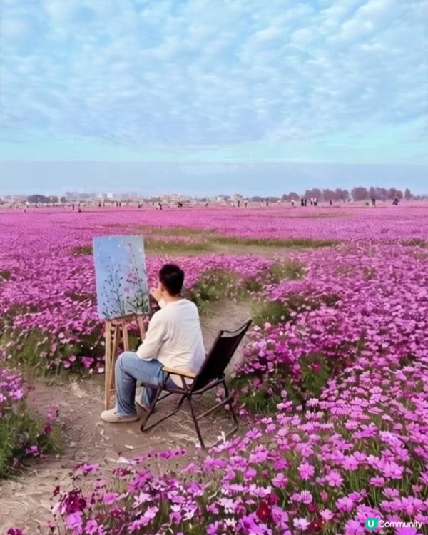 🌸🌸我愛花花之崖口桑格花海🌸🌸