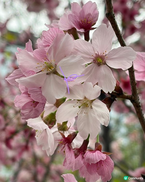 【冬季賞櫻】傳說中首度登場嘅賞櫻景點