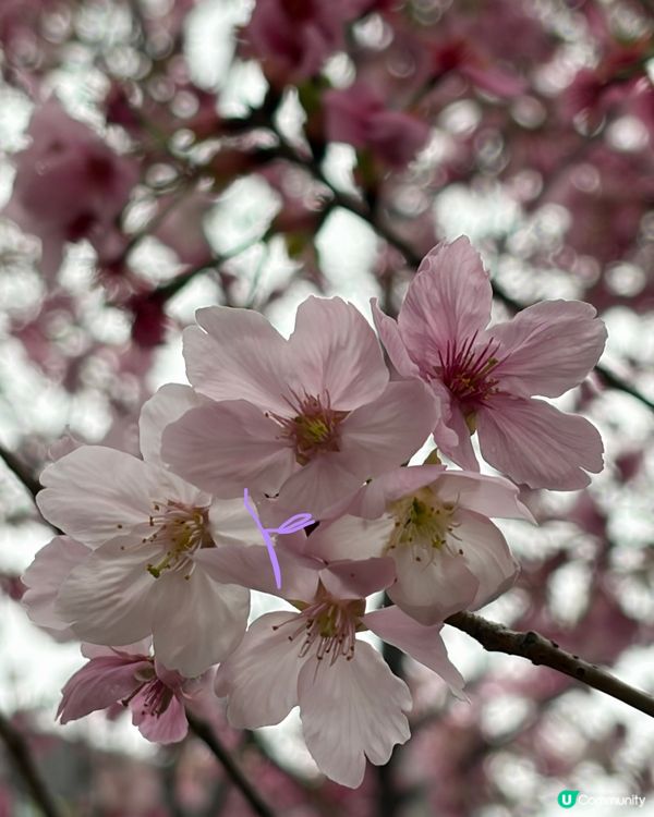 【冬季賞櫻】傳說中首度登場嘅賞櫻景點