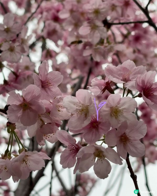 【冬季賞櫻】傳說中首度登場嘅賞櫻景點