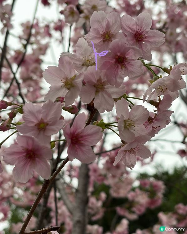 【冬季賞櫻】傳說中首度登場嘅賞櫻景點