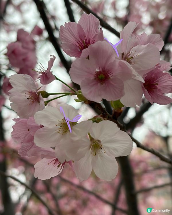 【冬季賞櫻】傳說中首度登場嘅賞櫻景點