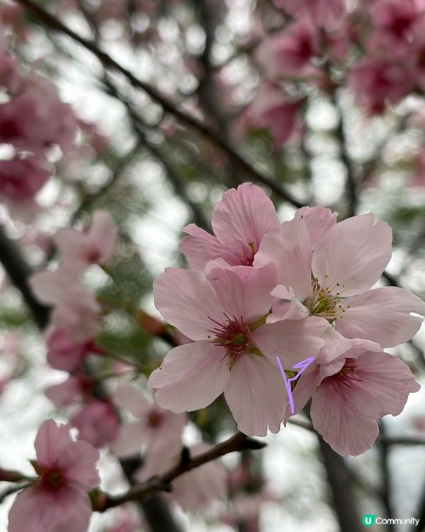 【冬季賞櫻】傳說中首度登場嘅賞櫻景點