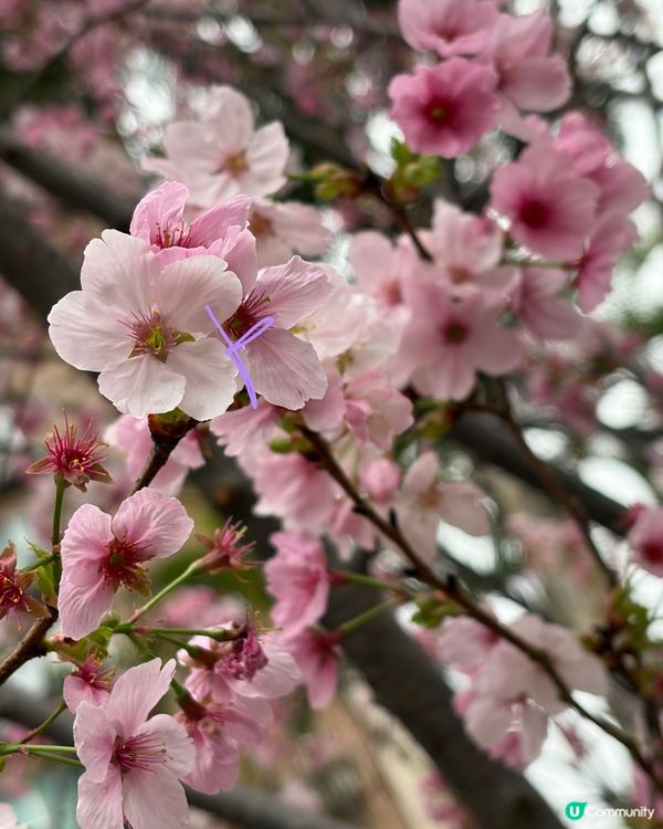 【冬季賞櫻】傳說中首度登場嘅賞櫻景點