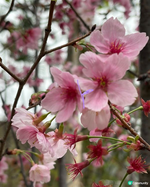 【冬季賞櫻】傳說中首度登場嘅賞櫻景點