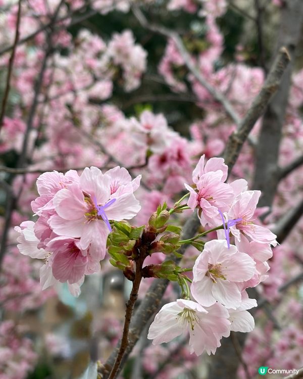 【冬季賞櫻】傳說中首度登場嘅賞櫻景點