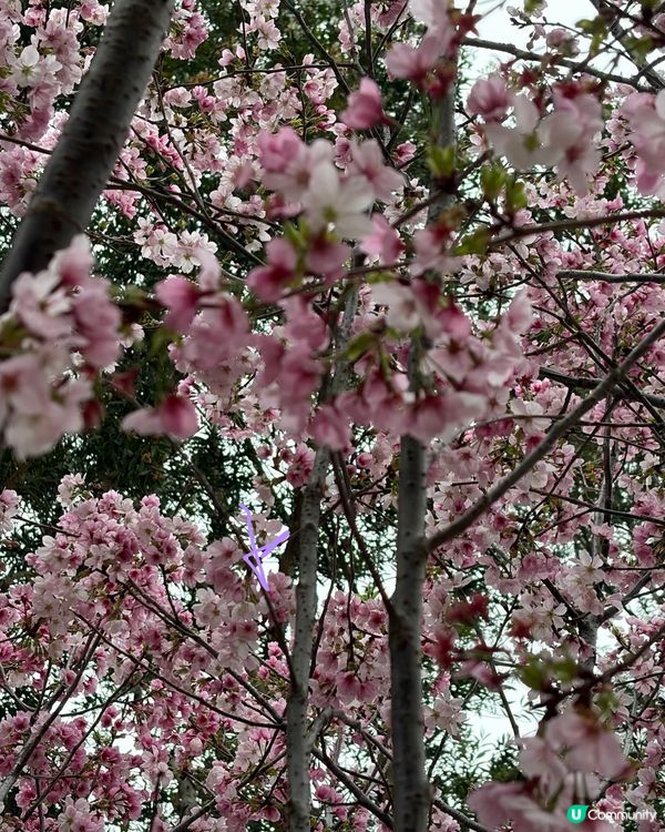 【冬季賞櫻】傳說中首度登場嘅賞櫻景點