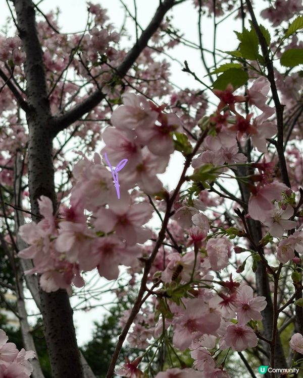【冬季賞櫻】傳說中首度登場嘅賞櫻景點