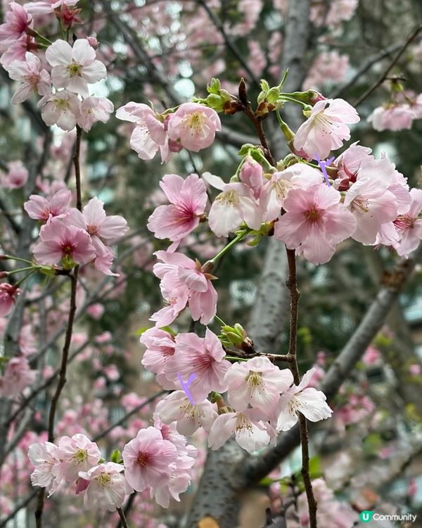 【冬季賞櫻】傳說中首度登場嘅賞櫻景點
