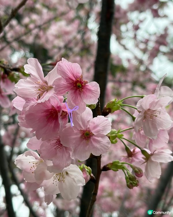 【冬季賞櫻】傳說中首度登場嘅賞櫻景點