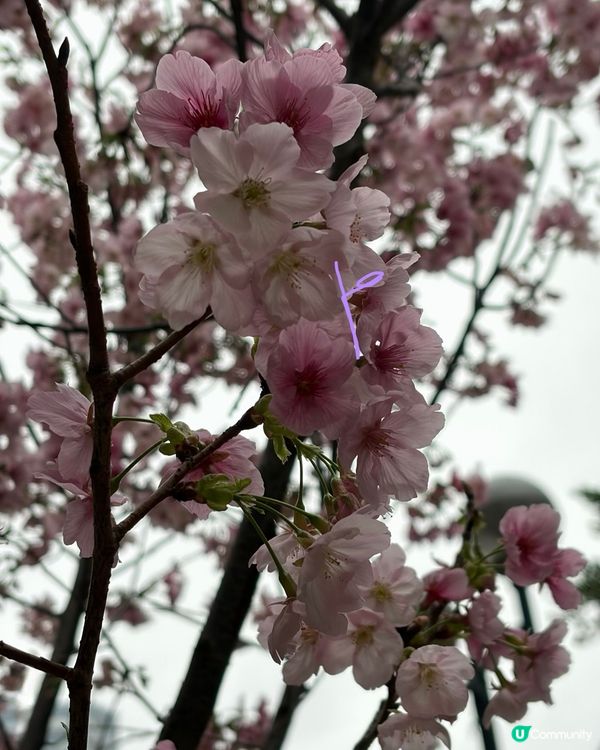 【冬季賞櫻】傳說中首度登場嘅賞櫻景點