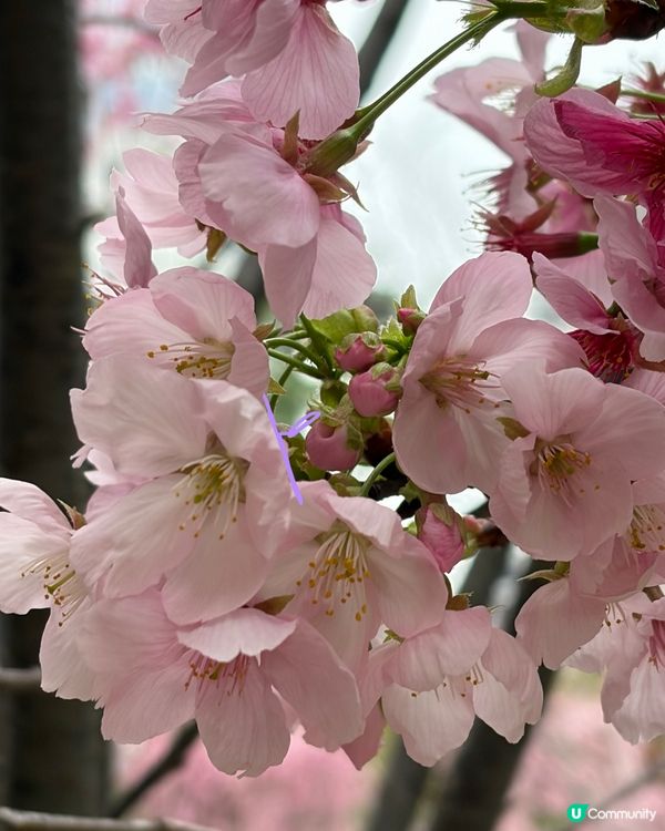 【冬季賞櫻】傳說中首度登場嘅賞櫻景點