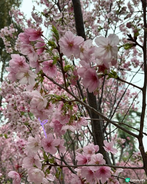 【冬季賞櫻】傳說中首度登場嘅賞櫻景點