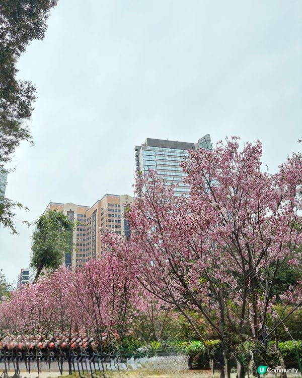 【冬季賞櫻】傳說中首度登場嘅賞櫻景點