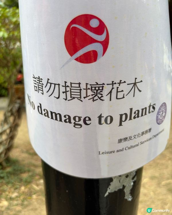 【冬季賞櫻】傳說中首度登場嘅賞櫻景點